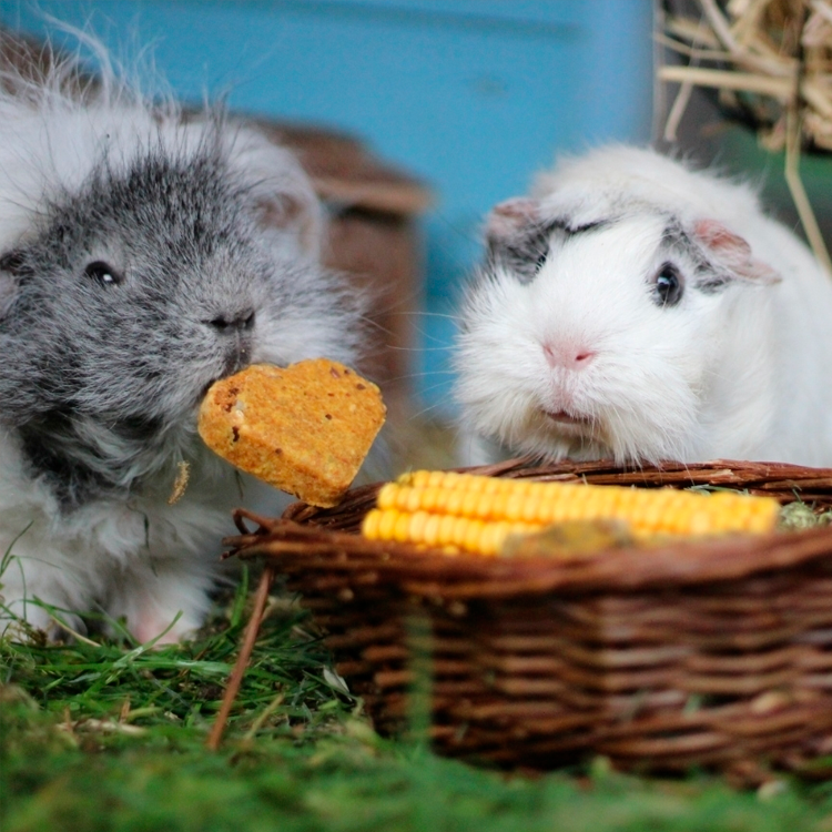 Gnaver Snacks - Sunde og sjove snacks til din gnaver og kanin