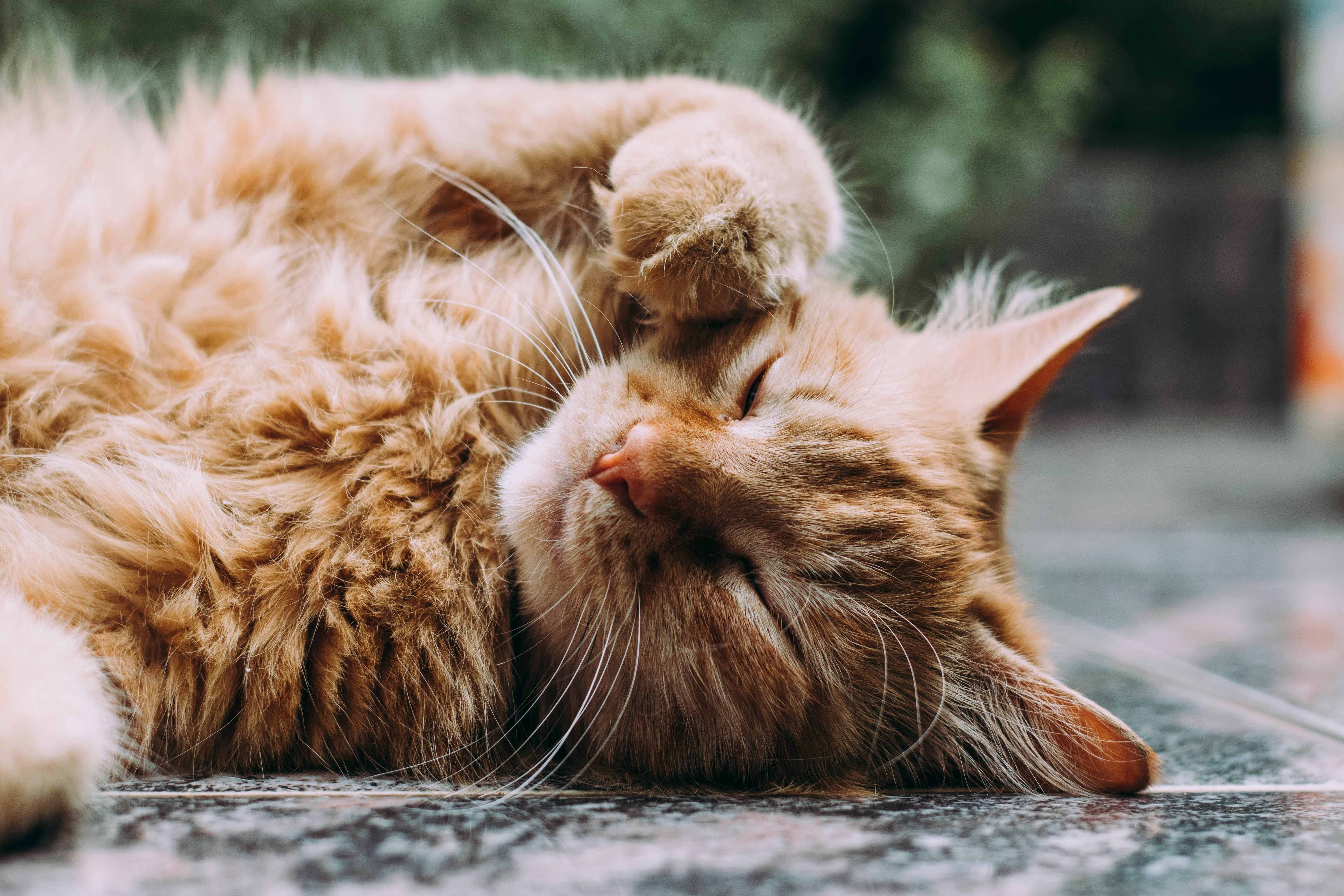 Indekat eller Udekat – Hvad Er Bedst? 🐱