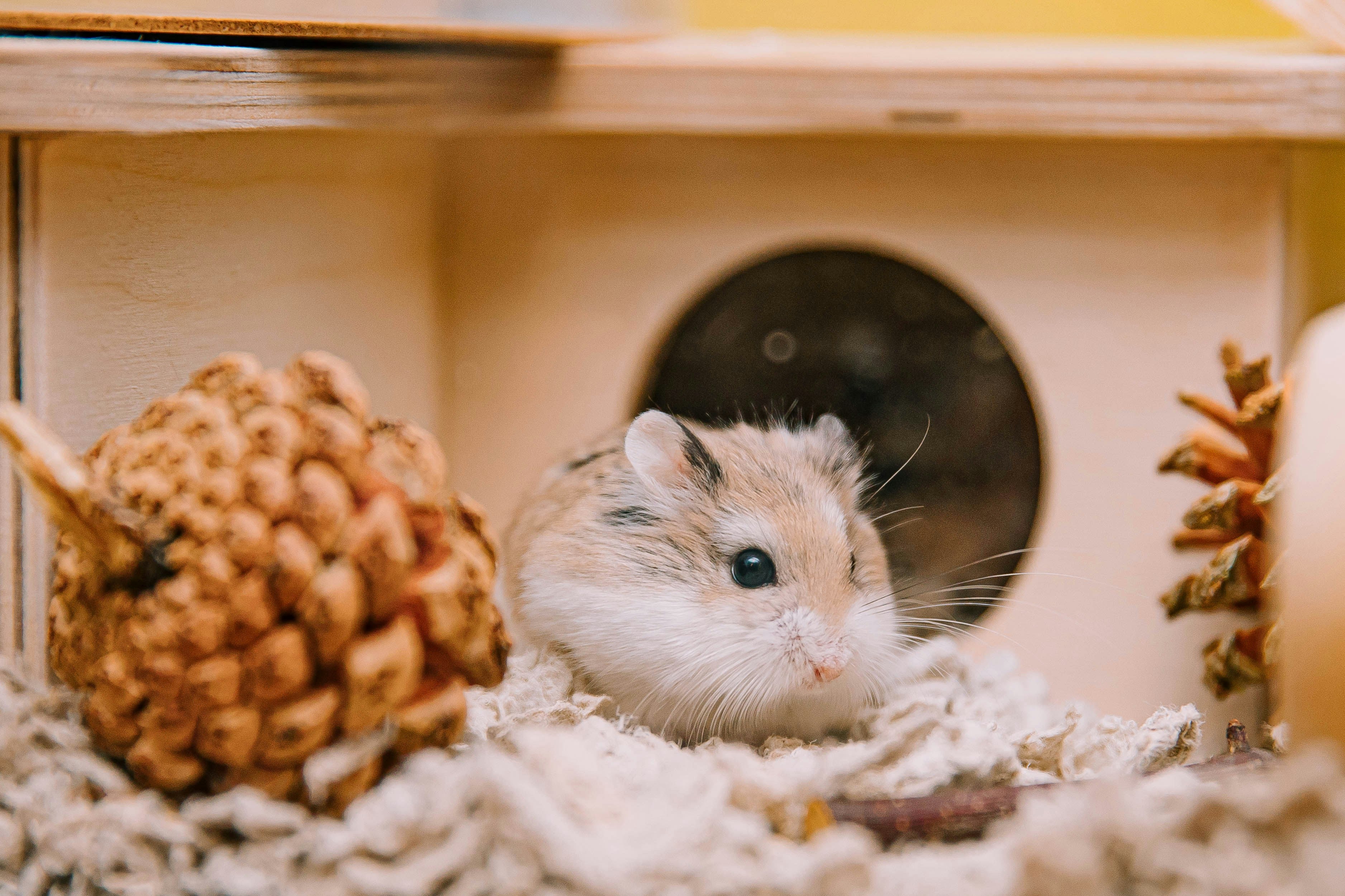 Hamster der sidder i hamsterbur med hus og grankogler