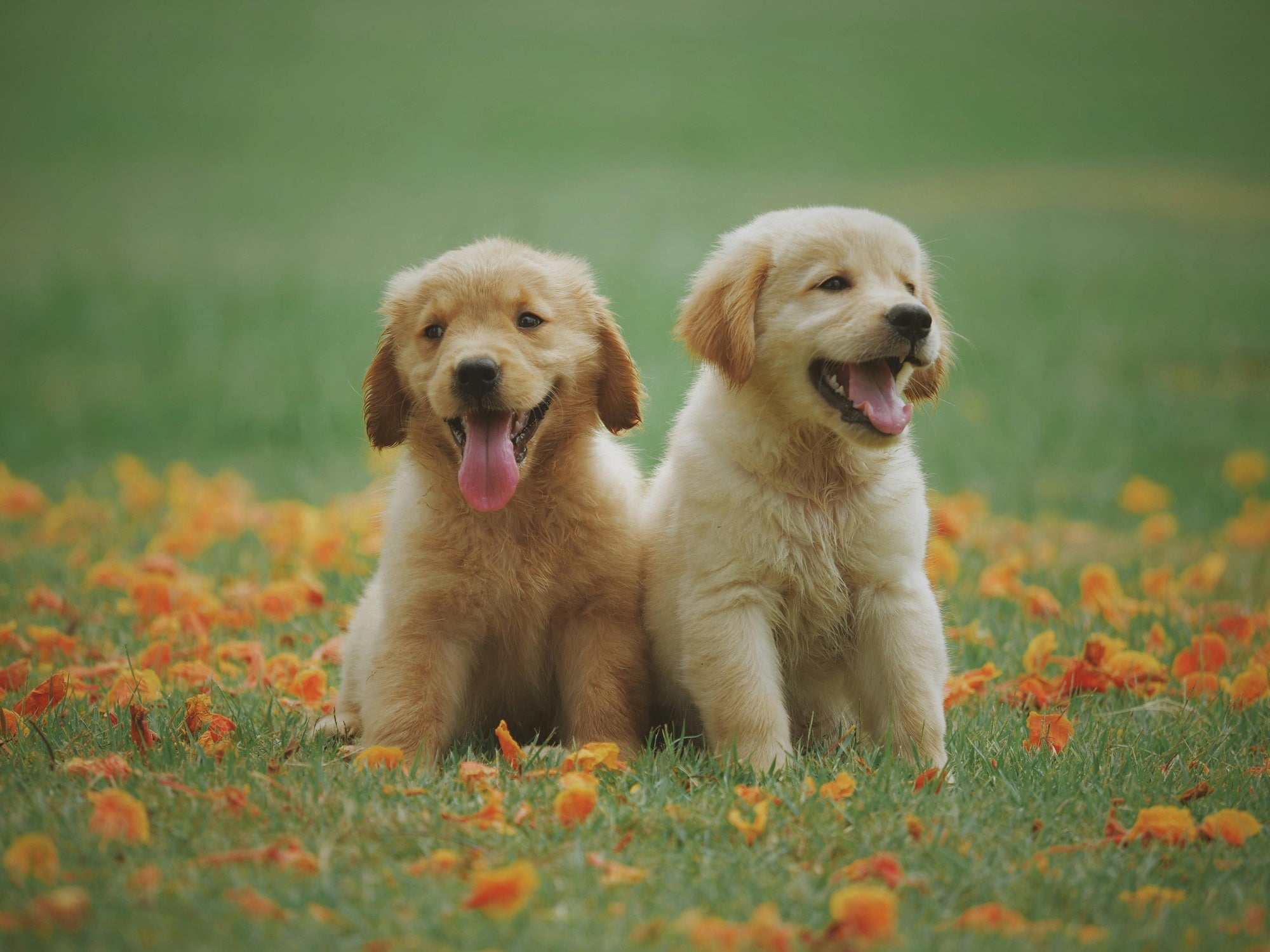 To hundehvalpe af Golden Retriever racen sidder på en eng