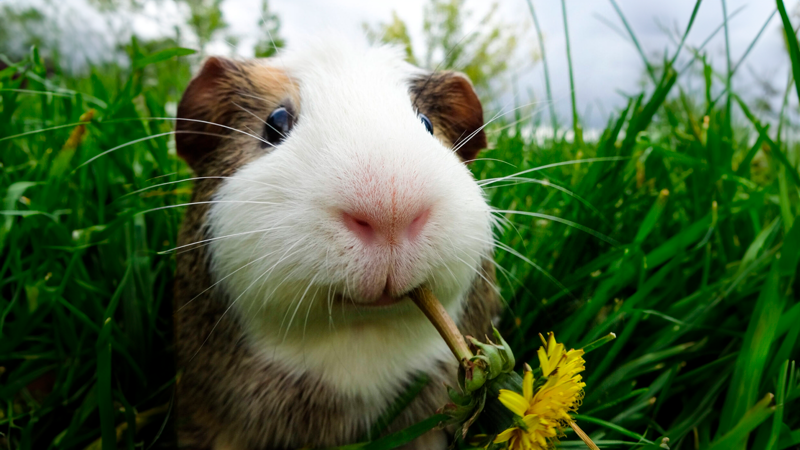 Er Marsvin Det Perfekte Kæledyr for Din Familie?