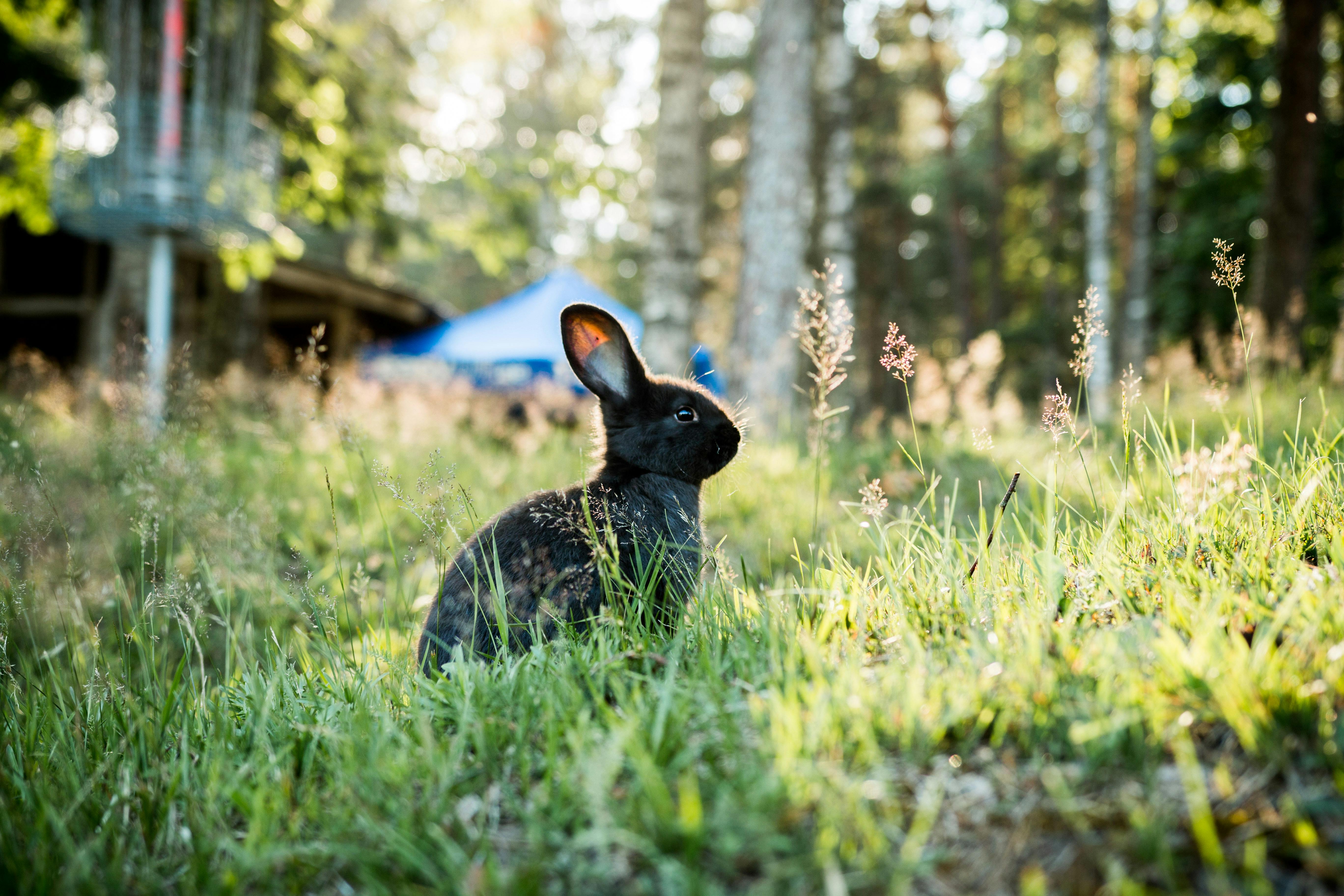 En kanin er udenfor i græsset, skov i baggrunden, naturlige omgivelser.