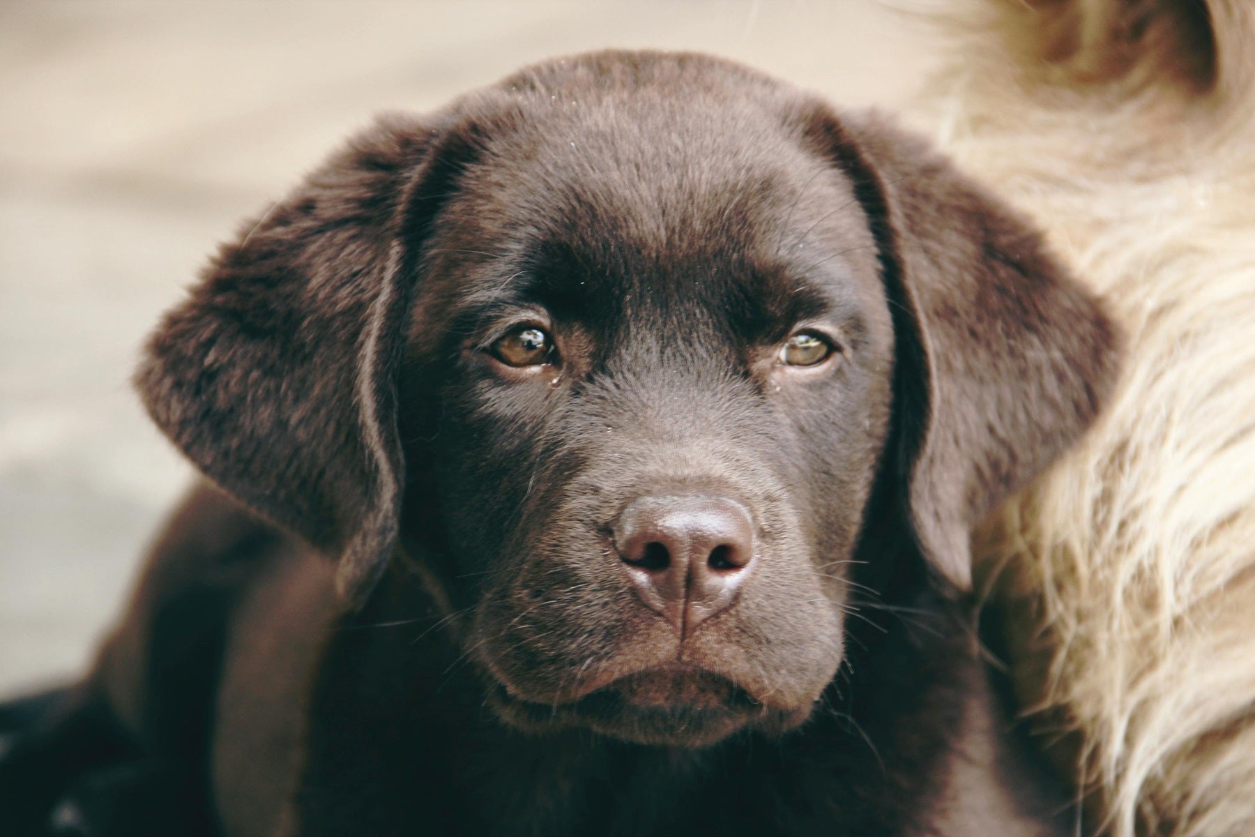 Labrador hundehvalp sidder indenfor