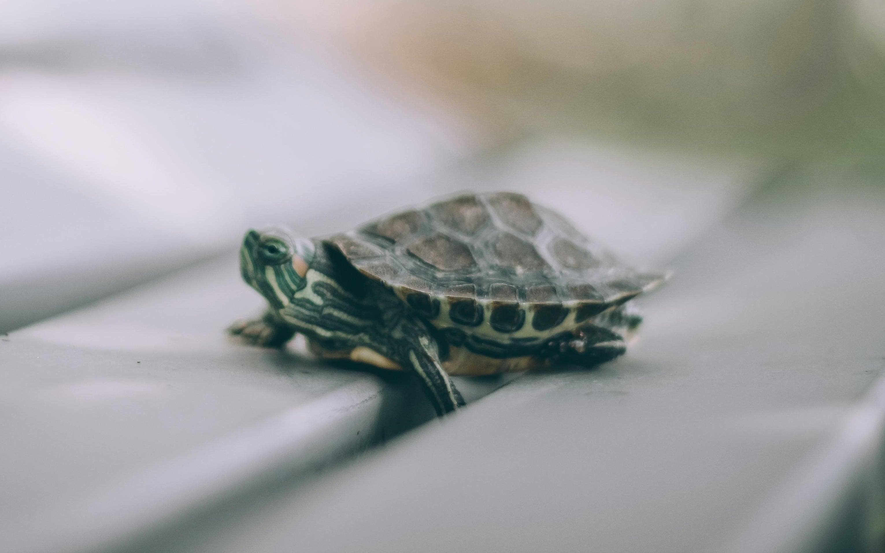 Sumpskilpadde på en bænk udendørs