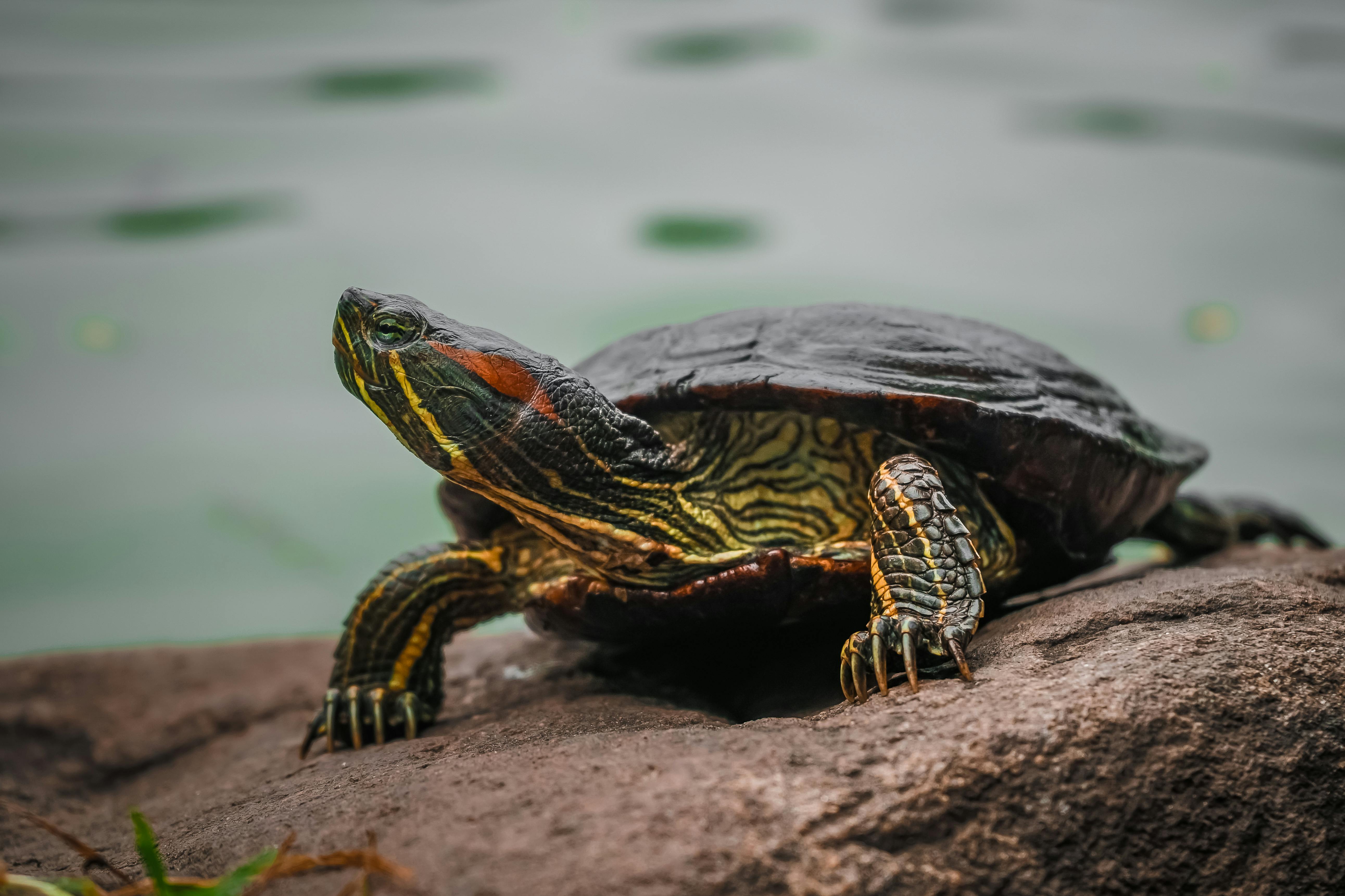 En sumpskildpadde med vand i baggrunden