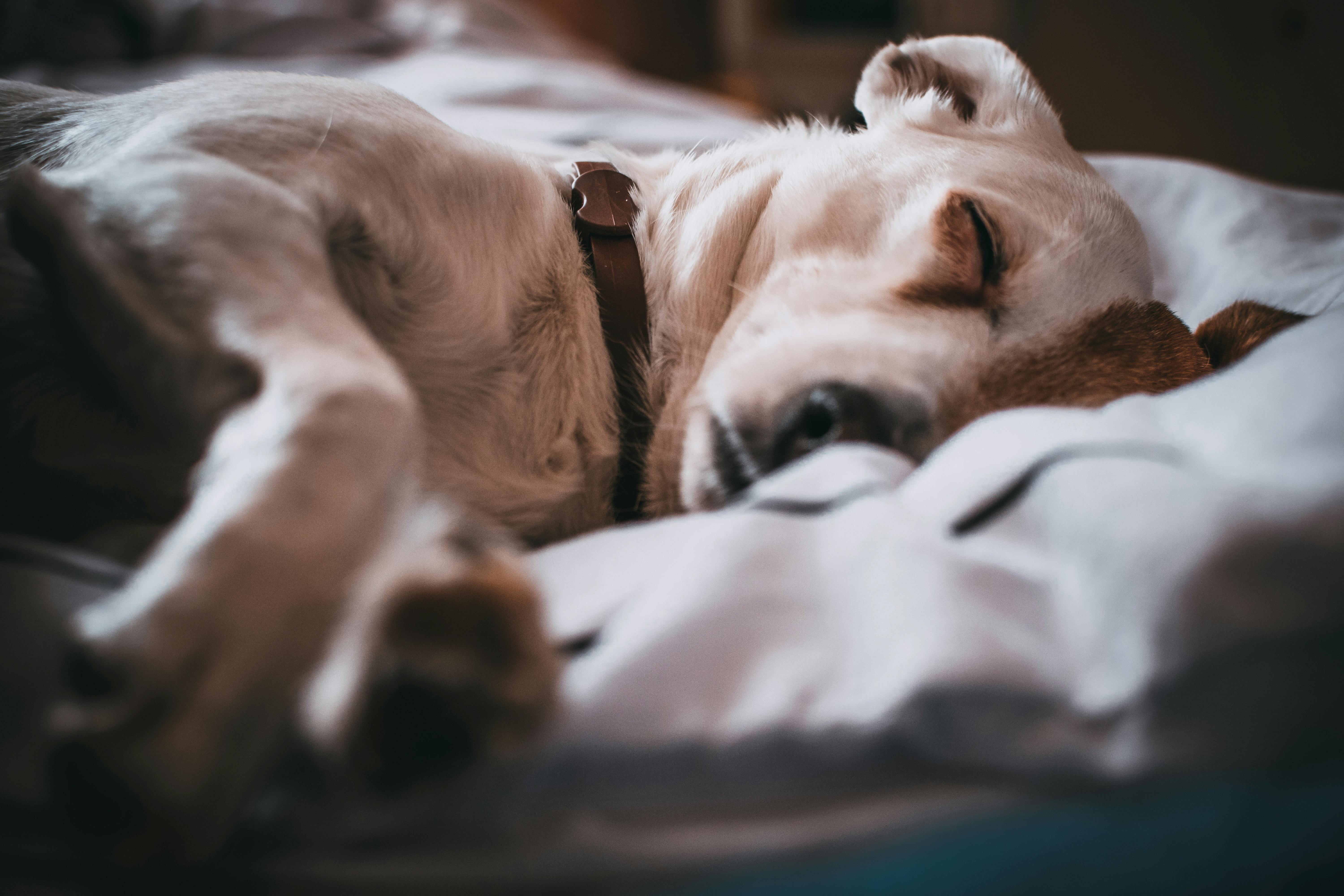 Guide: Find den Bedste Hundeseng til Din Hund