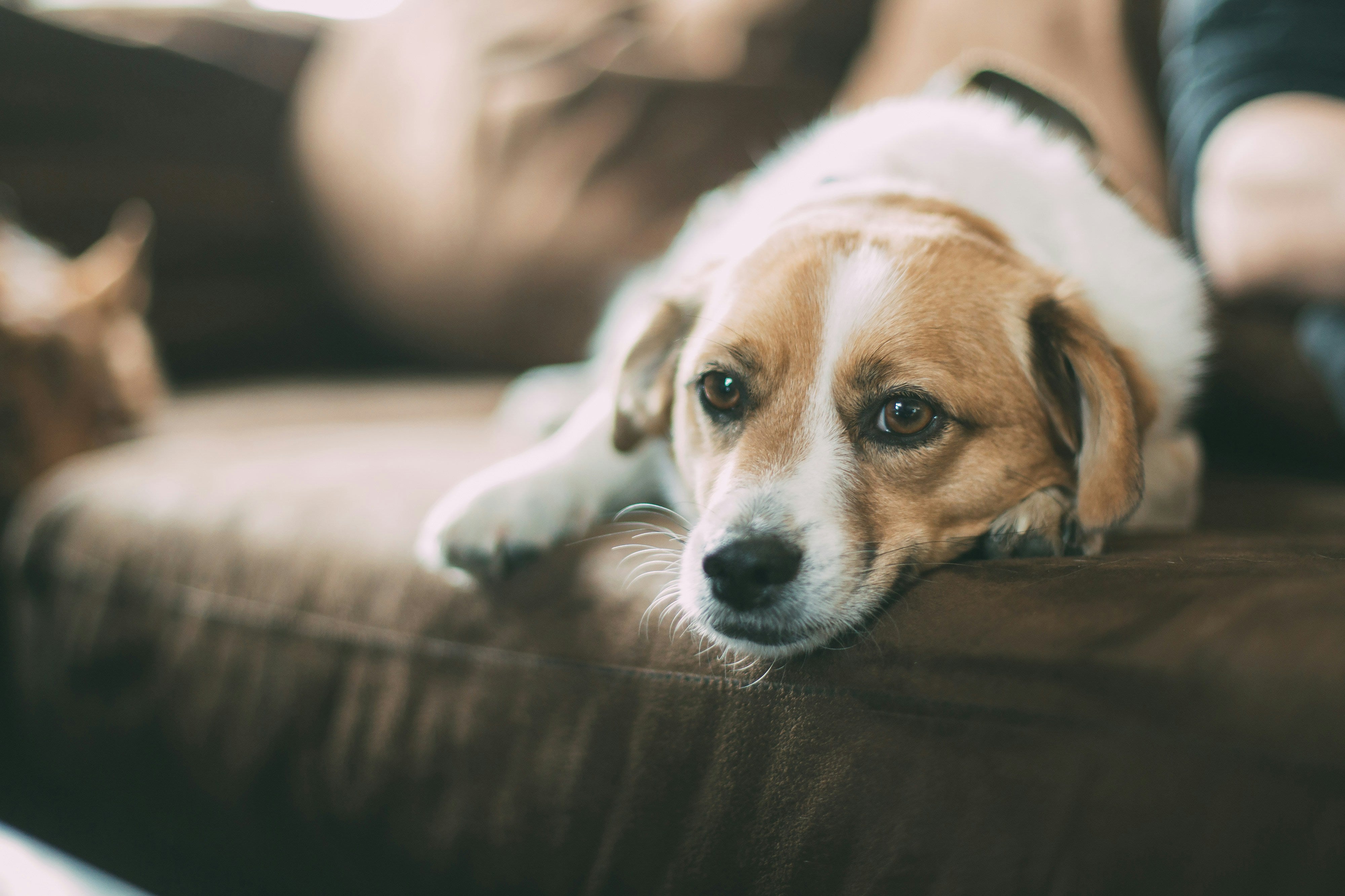 Hund ligger i sofa og kigger ind i kameraet