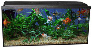 53177424544073_image1