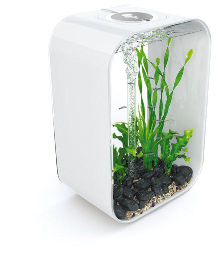 53178147668297_image1