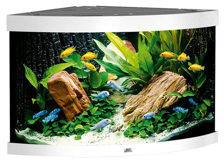 53174145352009_image1