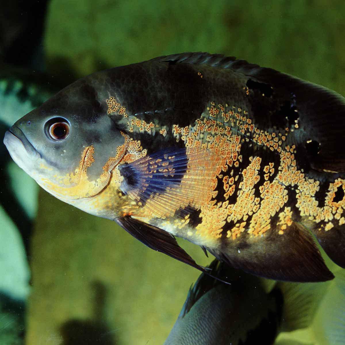 152.0298_image4