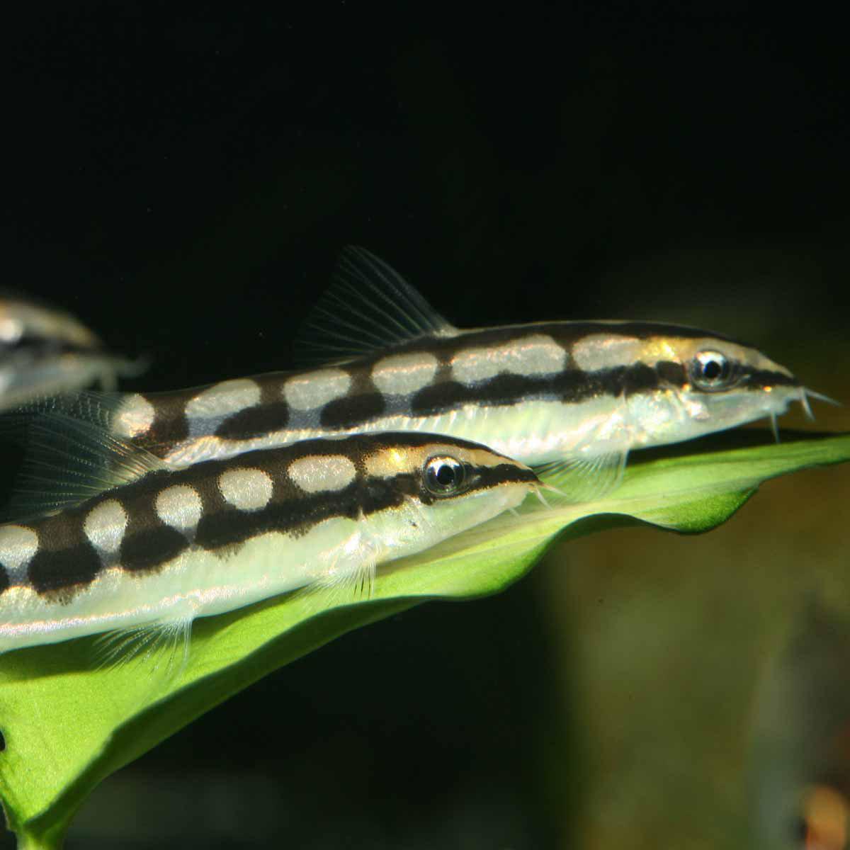 152.0384_image6