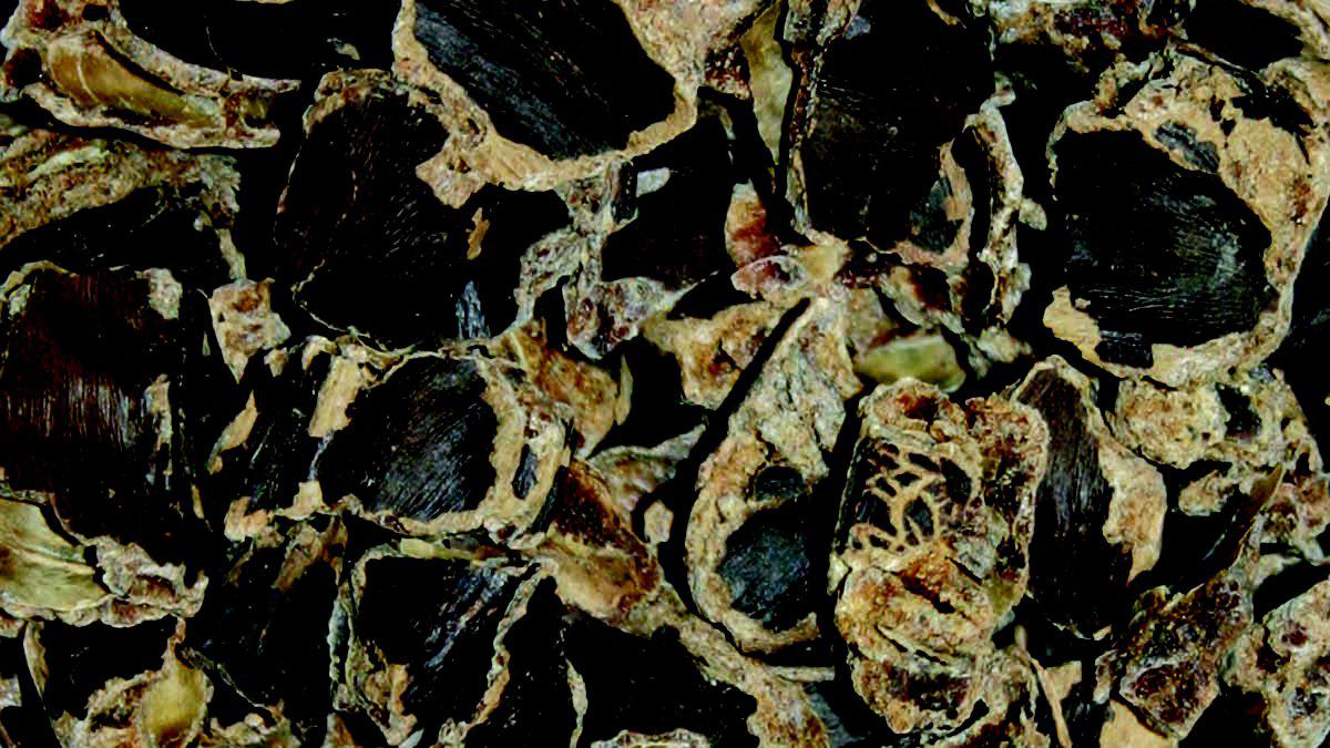 53266283069769_image1