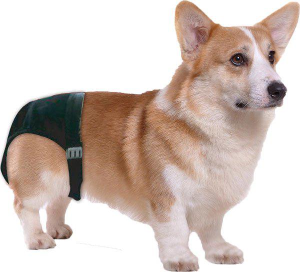 PetPal