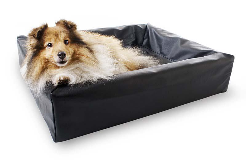 PetPal
