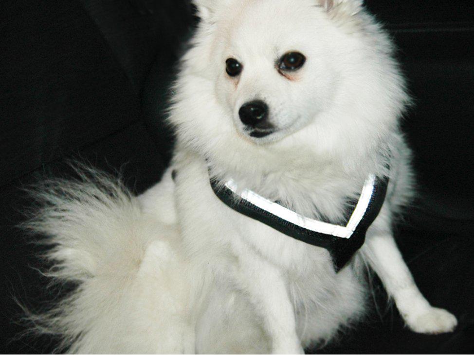 PetPal