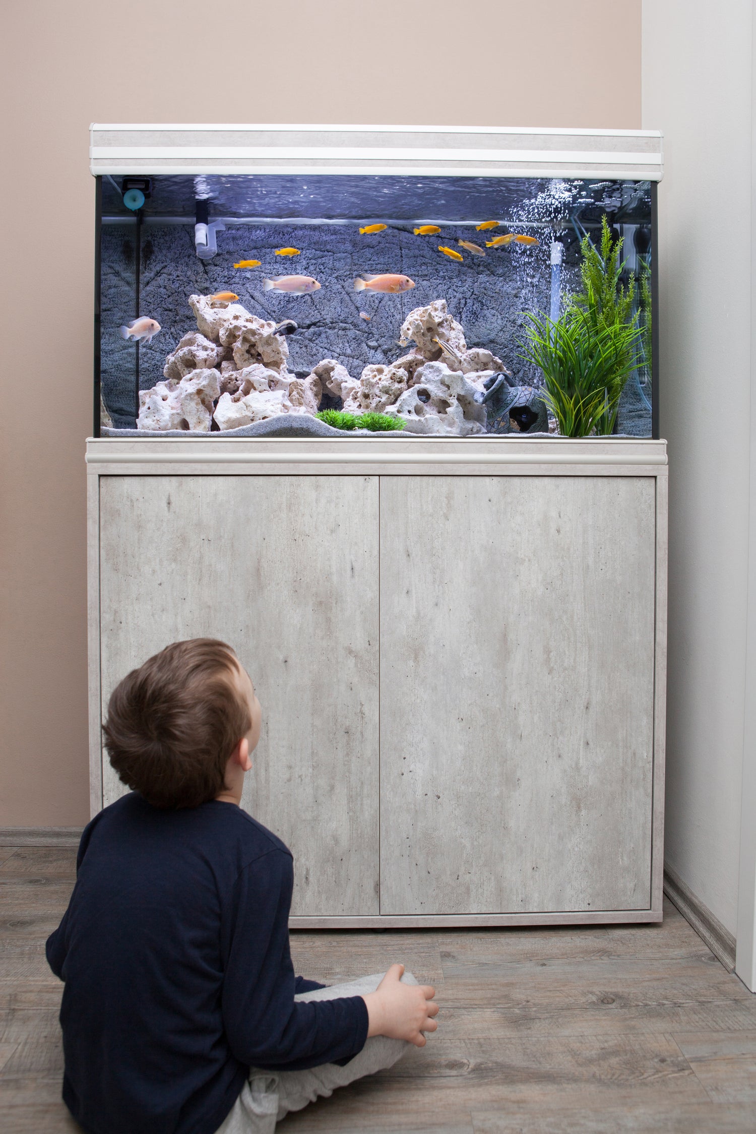 Dreng kigger på akvarie med fisk fra petpal