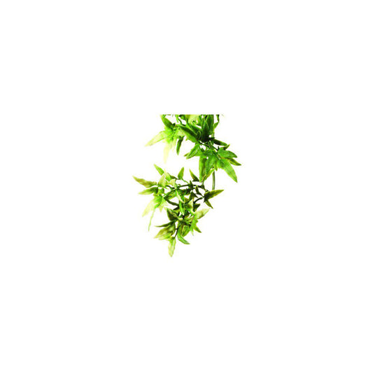 Croton'S Plastplant Exoterra-Terrarie Dekorationer-Exoterra-PetPal