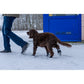 Strømper Til Hund - Hundesko 4Stk M Sort-Sko-Ozami Hund-PetPal